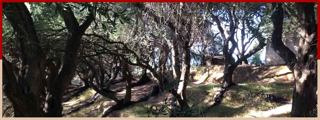 Olive grove above Arillas